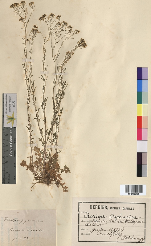 Rorippa pyrenaica (Brassicaceae)