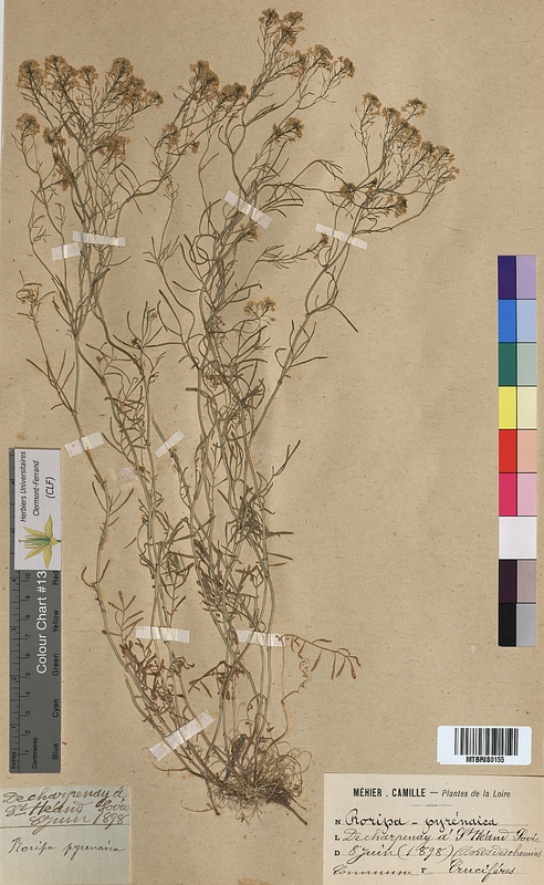 Rorippa pyrenaica (Brassicaceae)