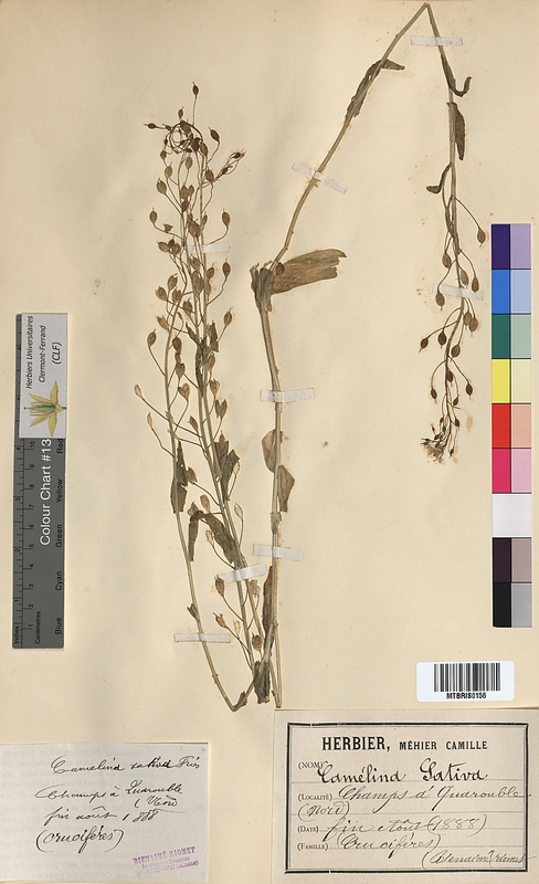Camelina sativa (Brassicaceae)