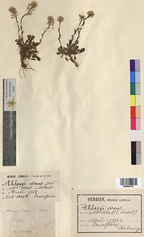 Thlaspi virens (Brassicaceae)
