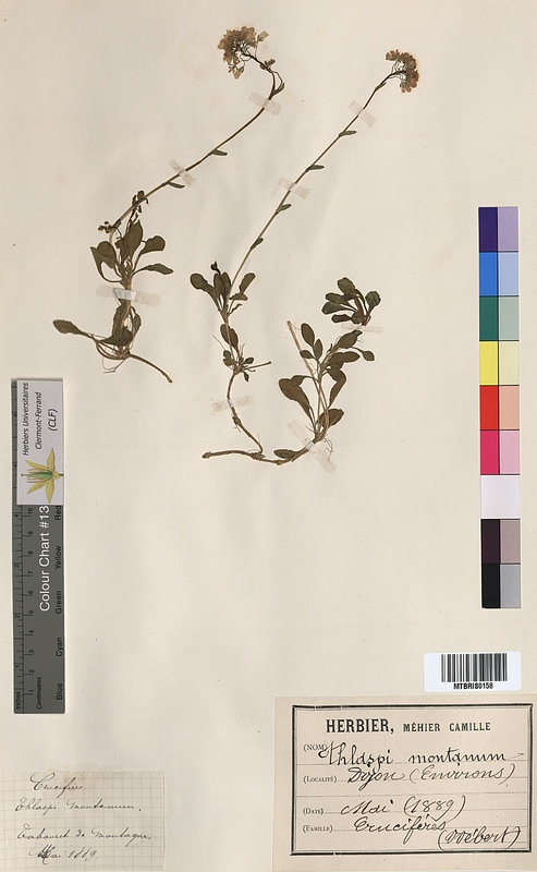 Thlaspi montanum (Brassicaceae)