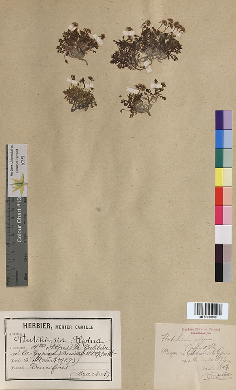 Hutchinsia alpina (Brassicaceae)