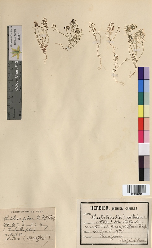 Hutchinsia petraea (Brassicaceae)