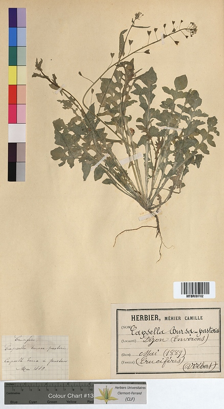 Capsella bursa-pastoris (Brassicaceae)