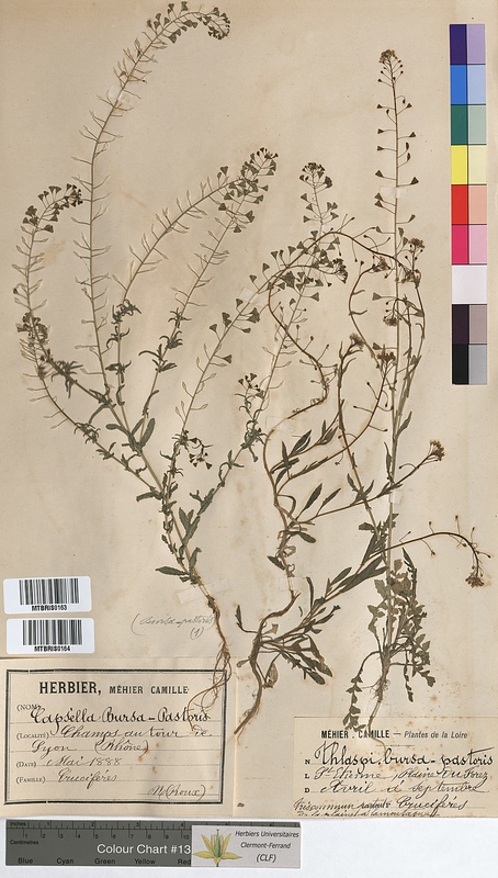 Capsella bursa-pastoris (Brassicaceae)