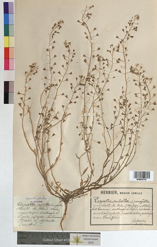 Capsella rubella (Brassicaceae)
