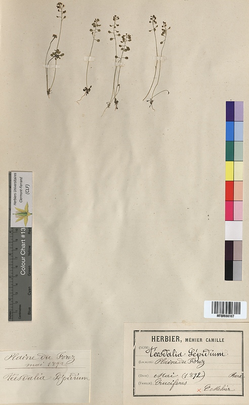 Teesdalia lepidium (Brassicaceae)