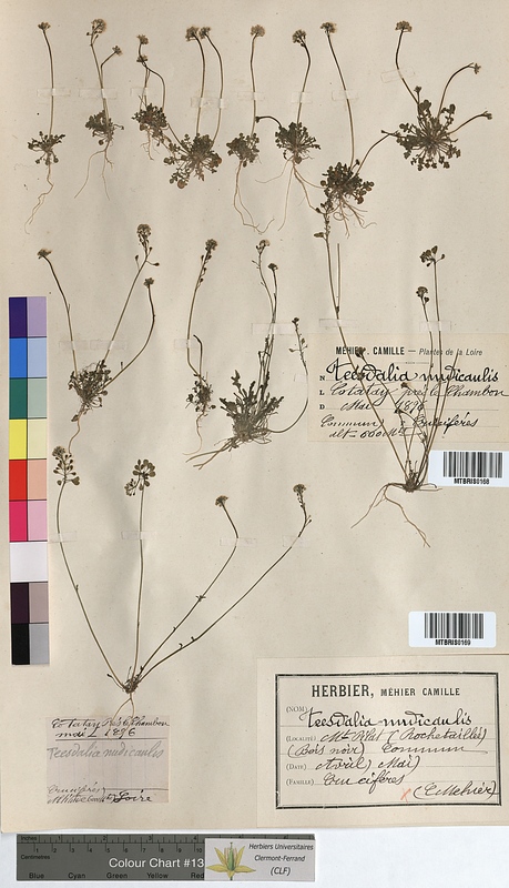 Teesdalia nudicaulis (Brassicaceae)