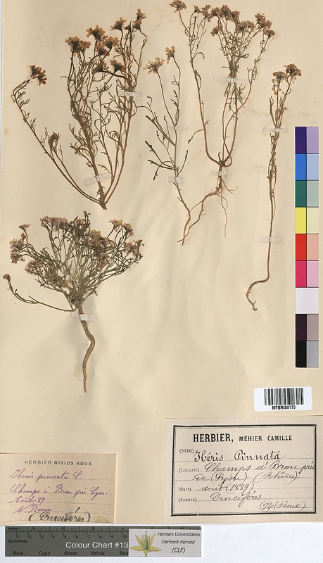 Iberis pinnata (Brassicaceae)