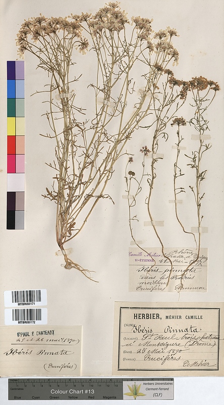 Iberis pinnata (Brassicaceae)