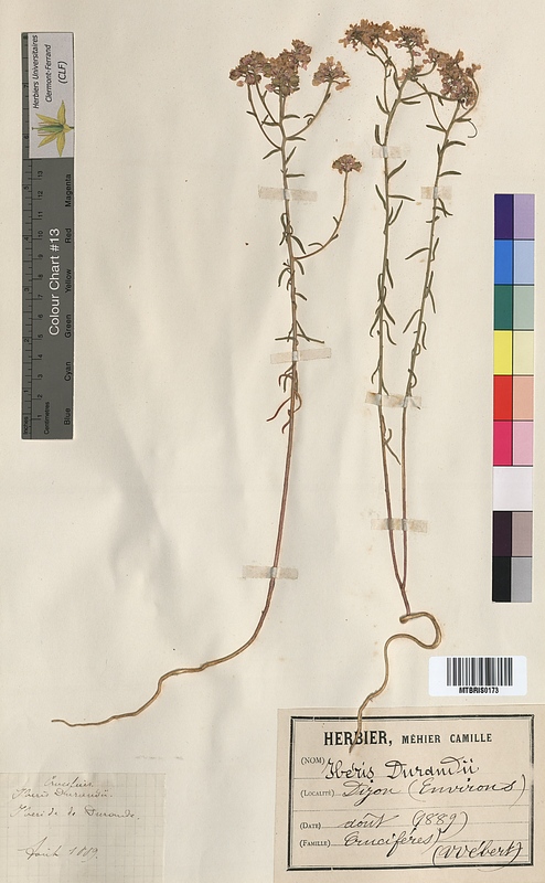 Iberis durandii (Brassicaceae)