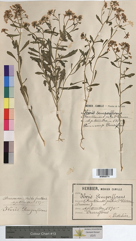 Iberis semperflorens (Brassicaceae)