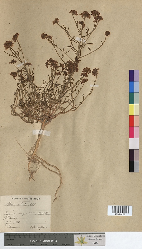 Iberis ciliata (Brassicaceae)