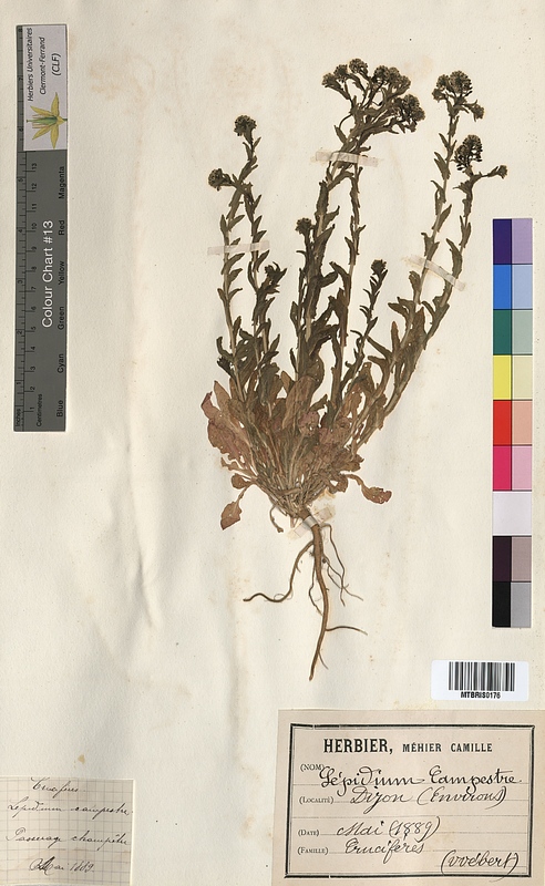 Lepidium campestre (Brassicaceae)