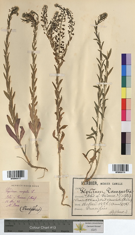 Lepidium campestre (Brassicaceae)