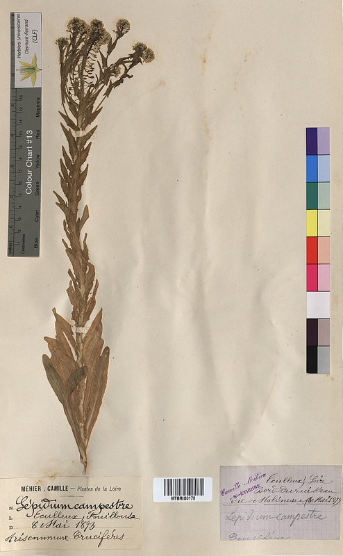 Lepidium campestre (Brassicaceae)