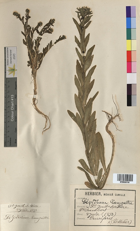 Lepidium campestre (Brassicaceae)