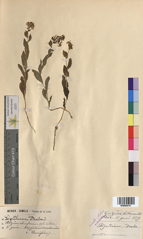 Lepidium draba (Brassicaceae)