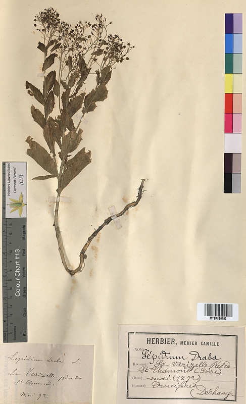 Lepidium draba (Brassicaceae)