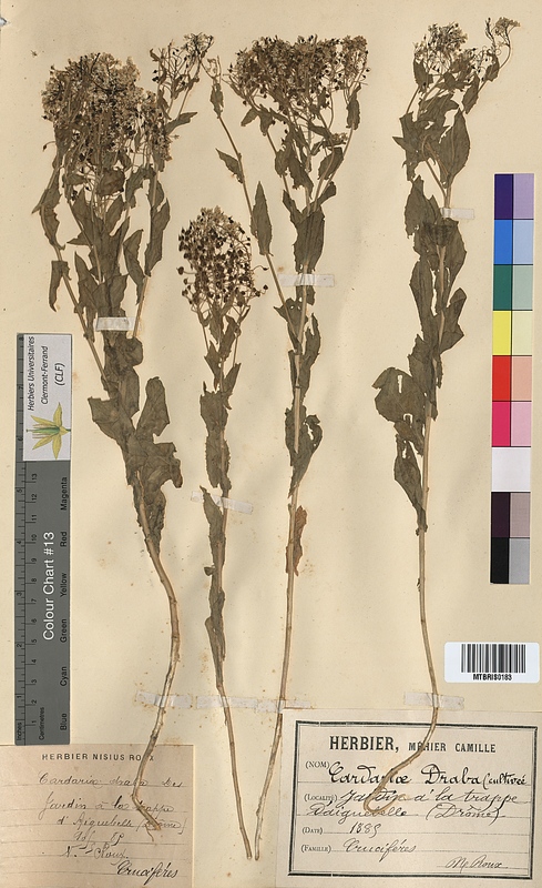 Cardaria draba (Brassicaceae)