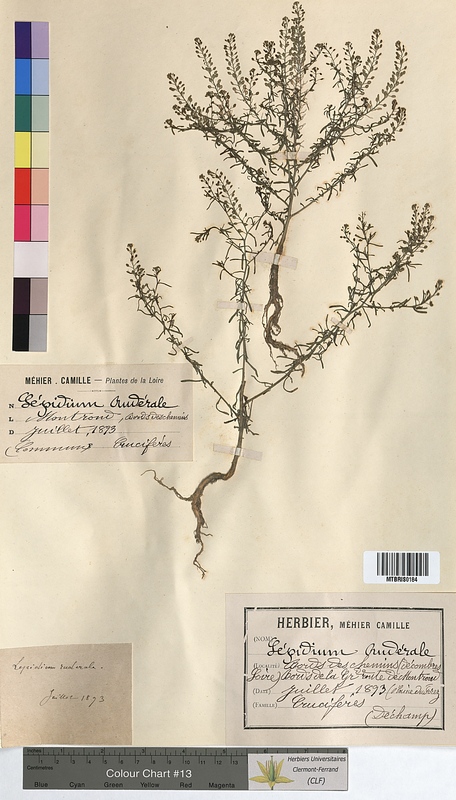 Lepidium ruderale (Brassicaceae)