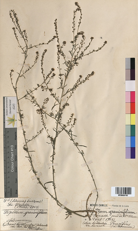 Lepidium graminifolium (Brassicaceae)