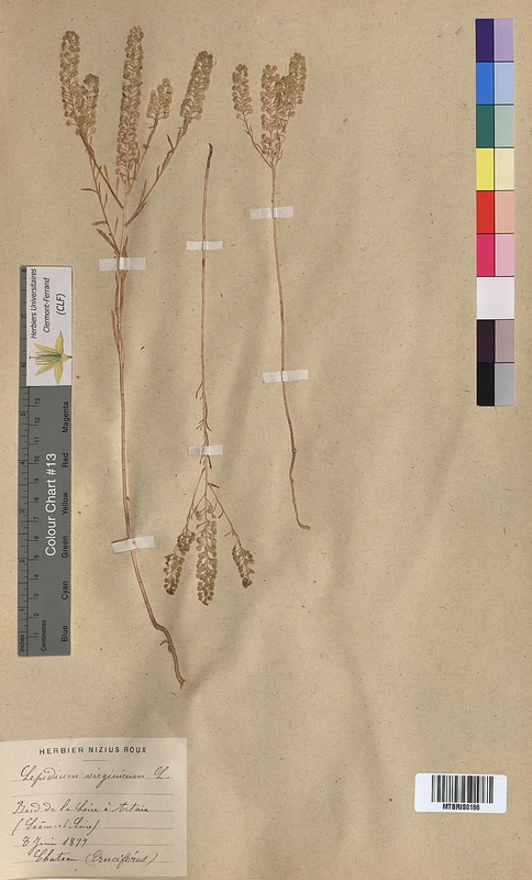 Lepidium virginicum (Brassicaceae)