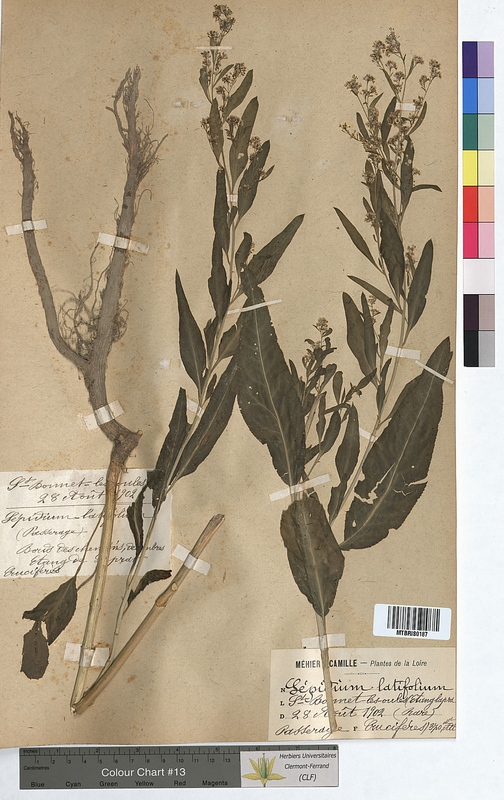Lepidium latifolium (Brassicaceae)