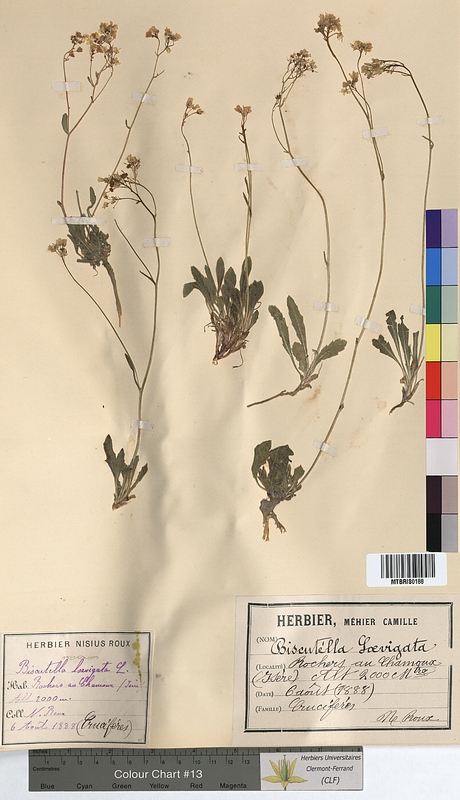 Biscutella laevigata (Brassicaceae)