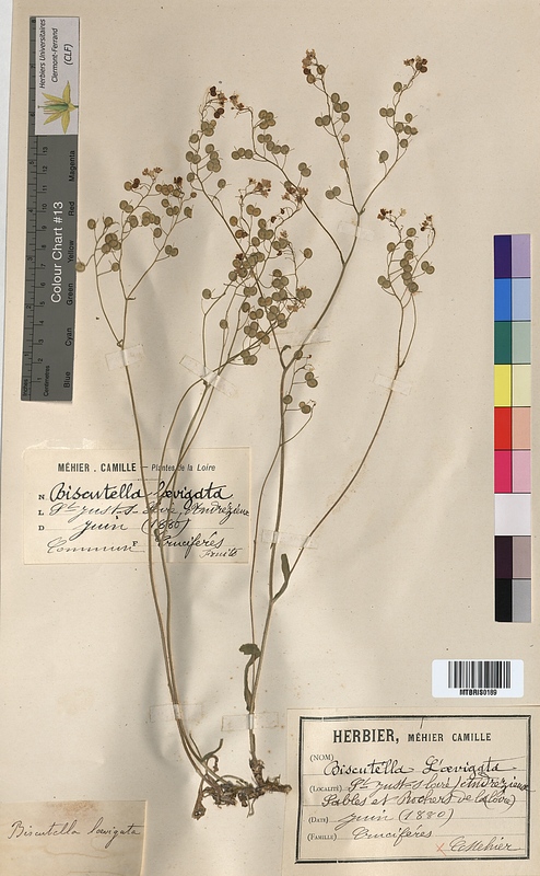 Biscutella laevigata (Brassicaceae)