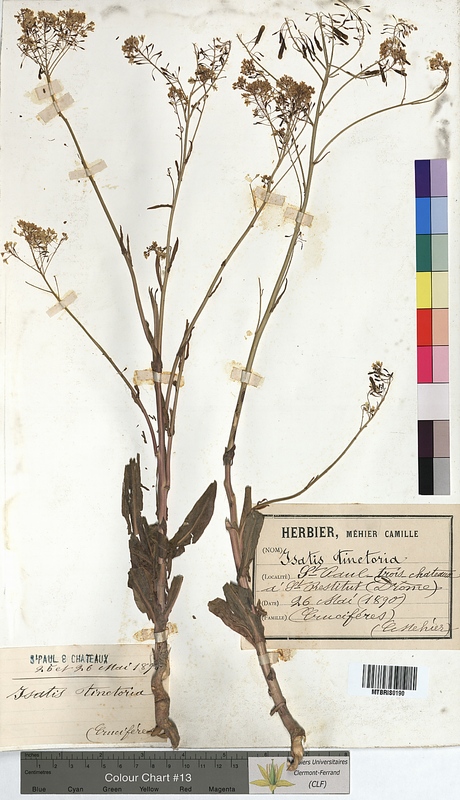 Isatis tinctoria (Brassicaceae)