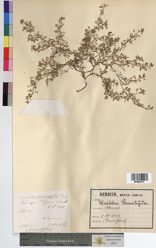 Senebiera pinnatifida (Brassicaceae)