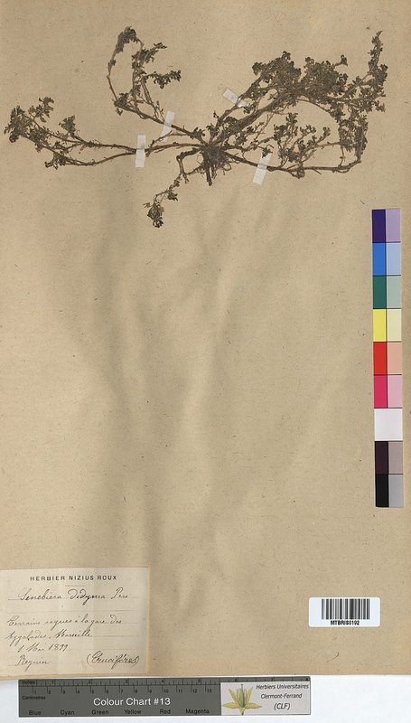 Senebiera didyma (Brassicaceae)
