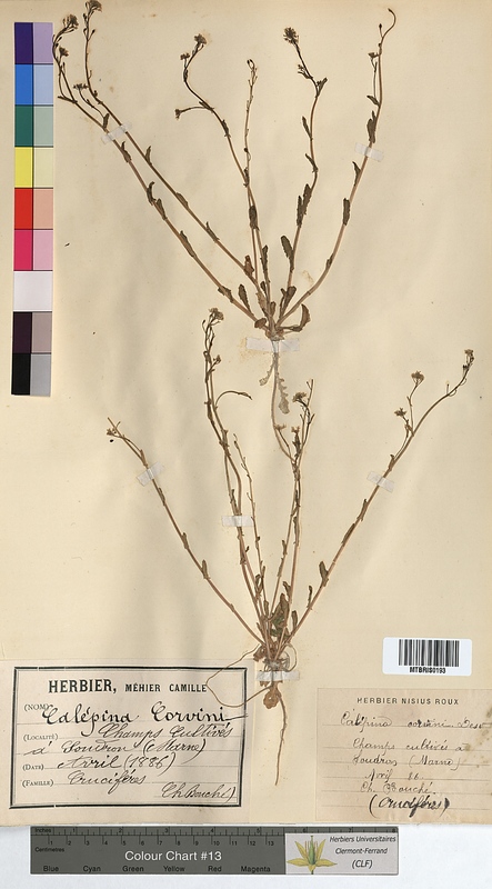 Calepina corvini (Brassicaceae)