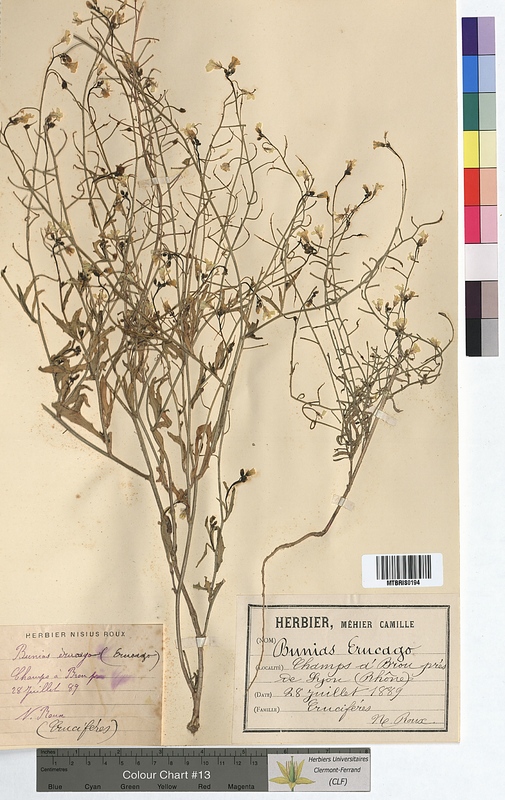 Bunias erucago (Brassicaceae)