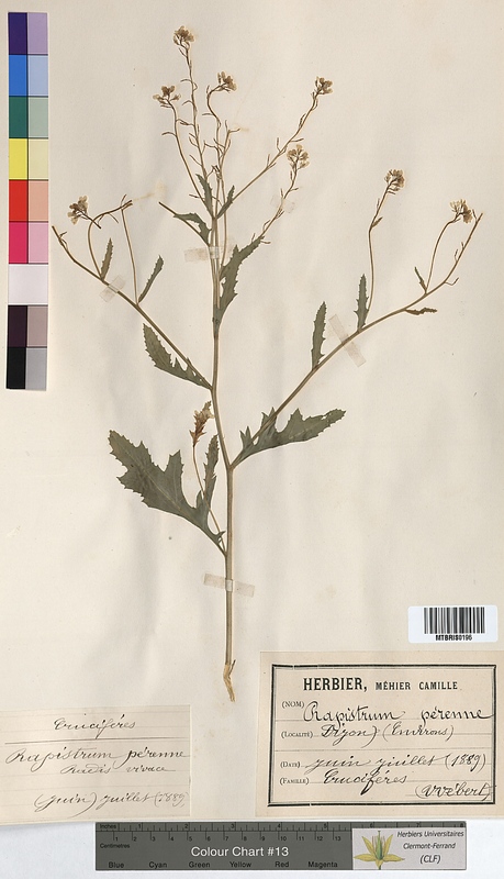 Rapistrum perenne (Brassicaceae)