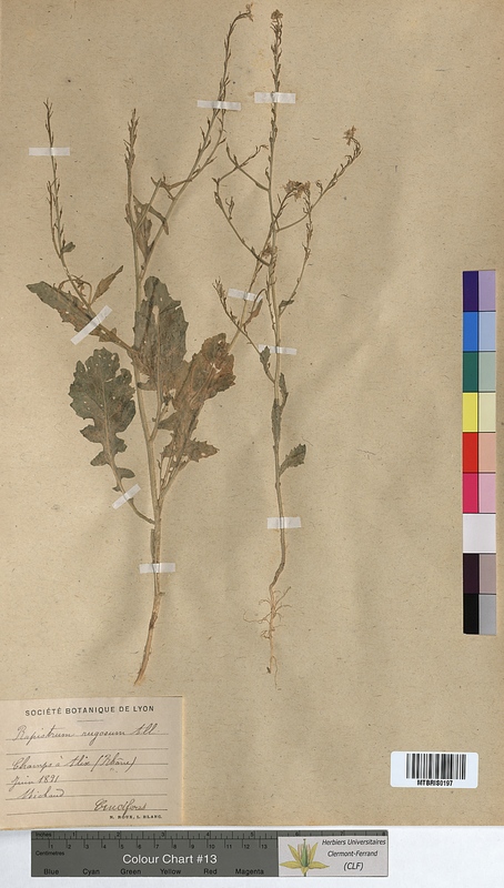 Rapistrum rugosum (Brassicaceae)