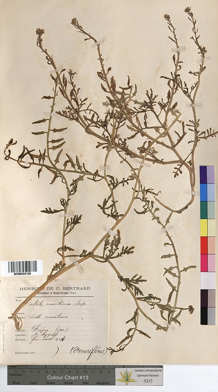 Cakile maritima (Brassicaceae)