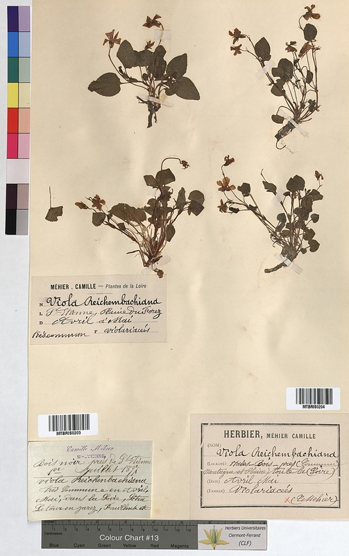 Viola reichenbachiana (Violaceae)