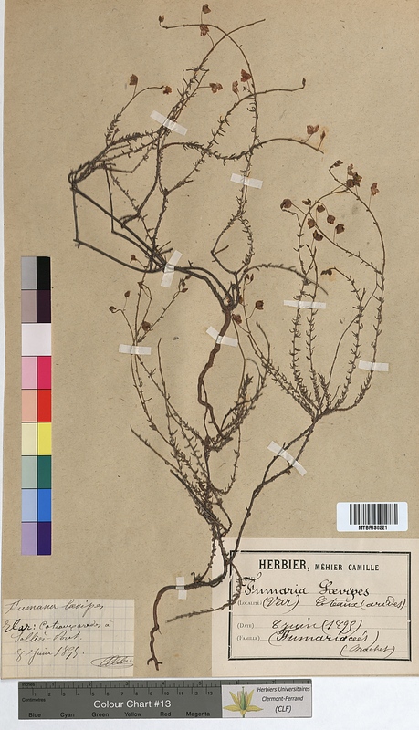 Fumana laevipes (Cistaceae)