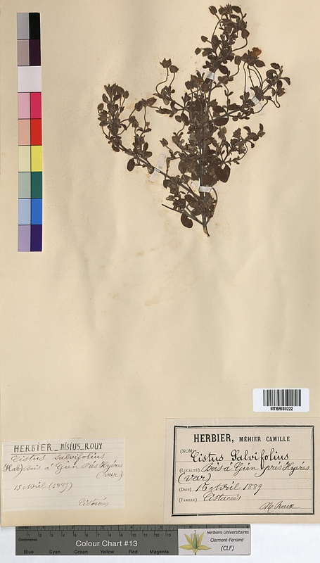 Cistus salviifolius (Cistaceae)