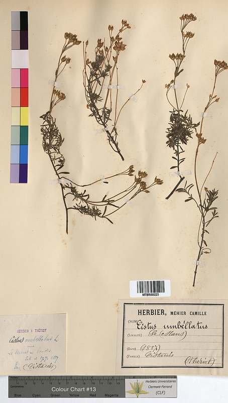 Cistus umbellatus (Cistaceae)