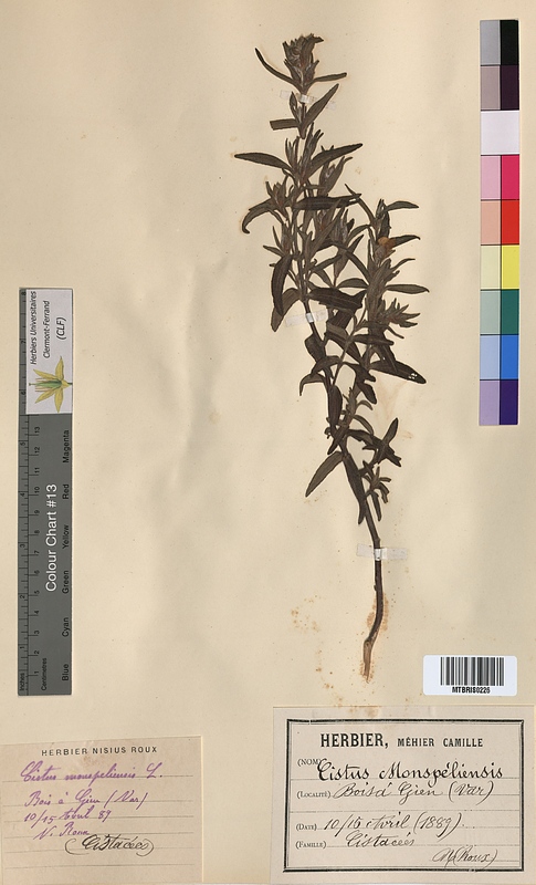 Cistus monspeliensis (Cistaceae)