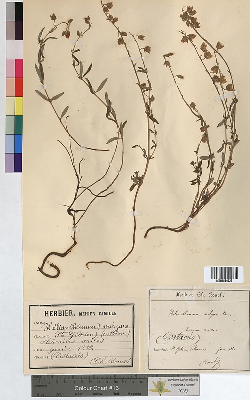 Helianthemum vulgare (Cistaceae)