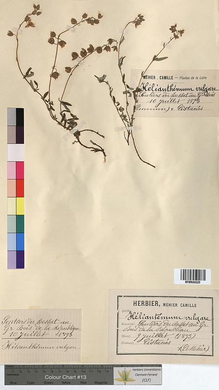 Helianthemum vulgare (Cistaceae)
