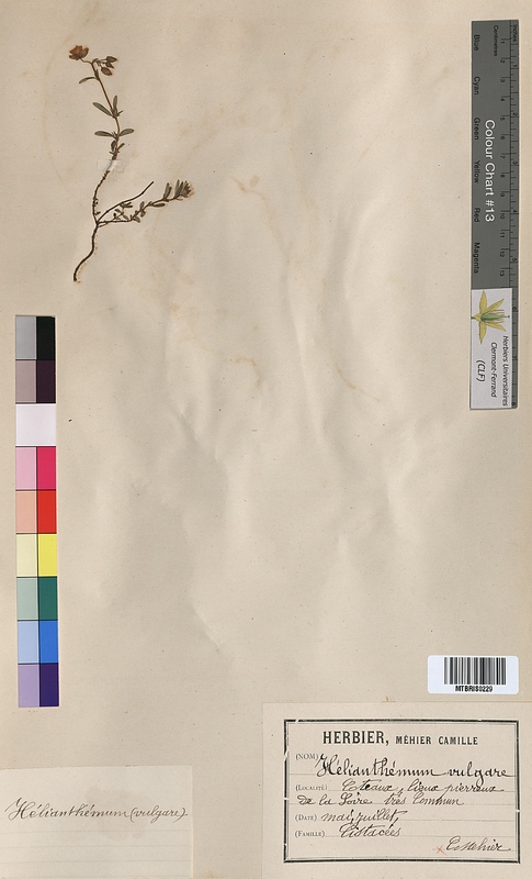 Helianthemum vulgare (Cistaceae)