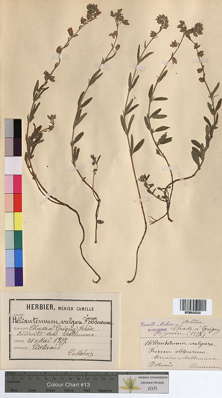 Helianthemum vulgare (Cistaceae)
