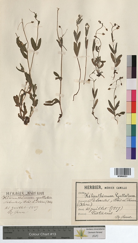 Helianthemum guttatum (Cistaceae)