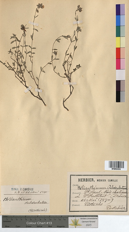 Helianthemum pulverulentum (Cistaceae)