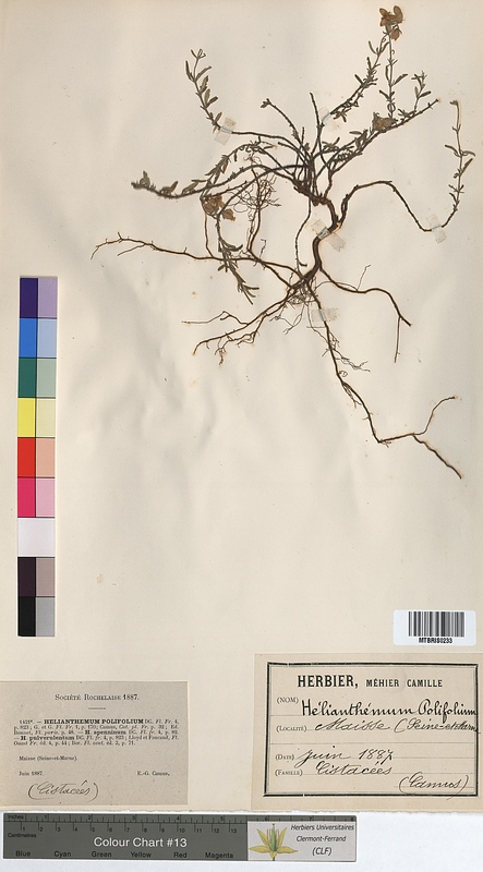 Helianthemum polifolium (Cistaceae)